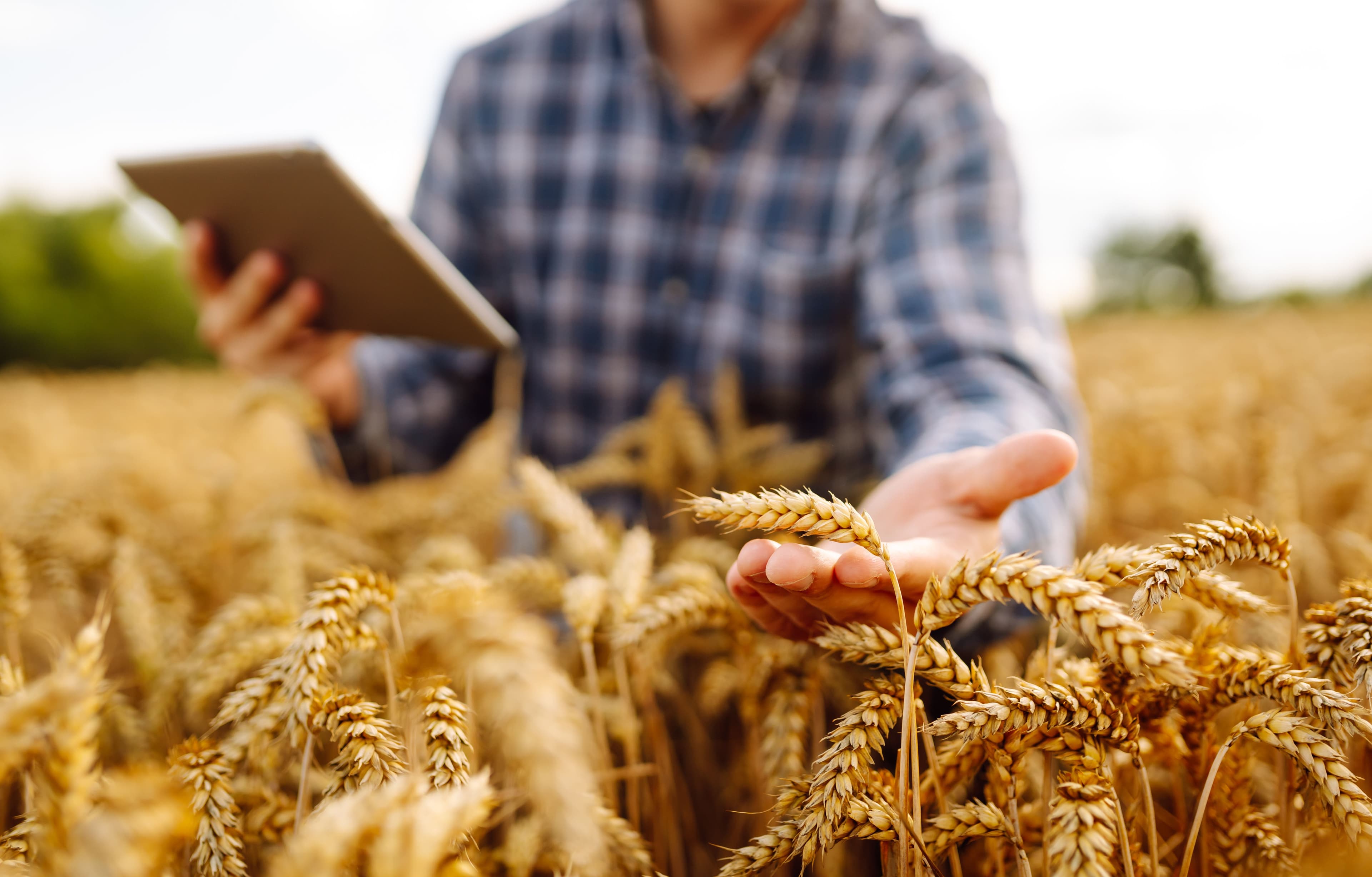 Farmer crouched down next to crops, holding an ipad in their left hand and their crop in the right hand